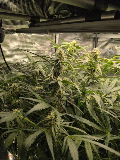 White Monster - 135w - @twitch. Week 8 - 2.1.26