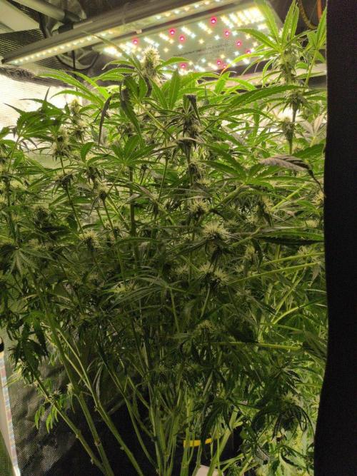 White Monster - 135w - @twitch. Week 8 - 2.1.26