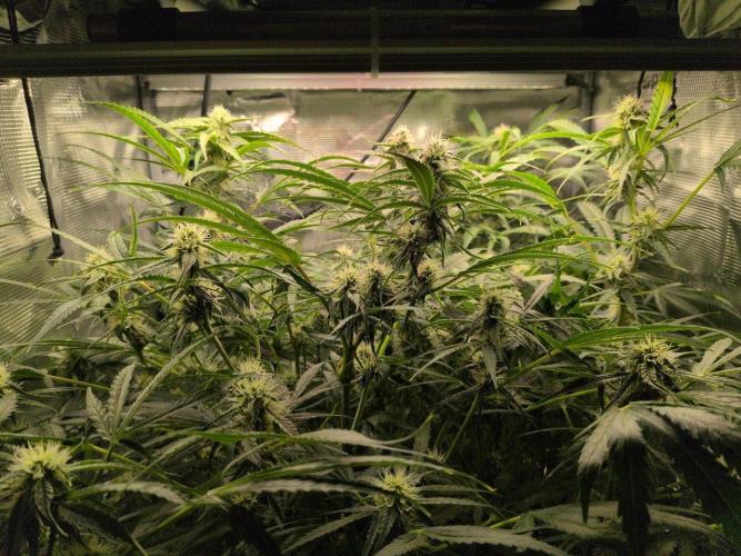 White Monster - 135w - @twitch. Week 8 - 2.1.26