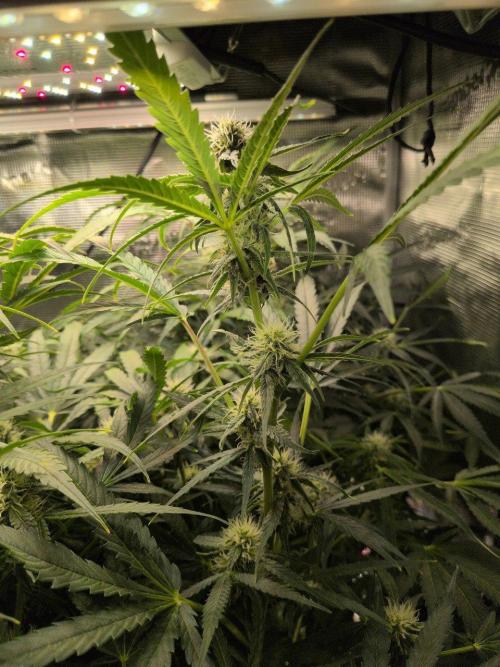 White Monster - 135w - @twitch. Week 8 - 2.1.26