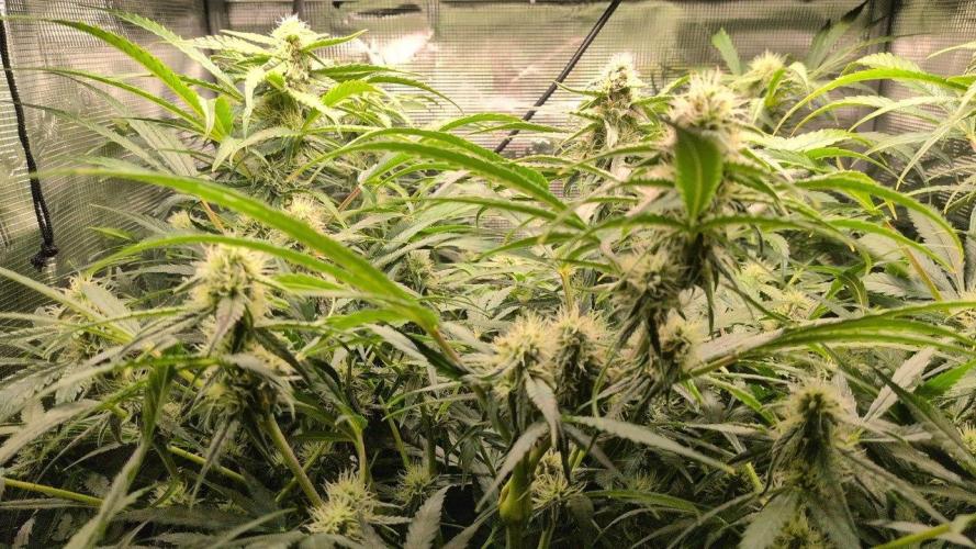 White Monster - 135w - @twitch. Week 8 - 3.1.26