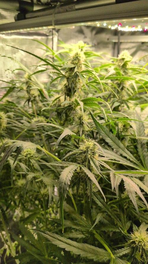 White Monster - 135w - @twitch. Week 8 - 3.1.26