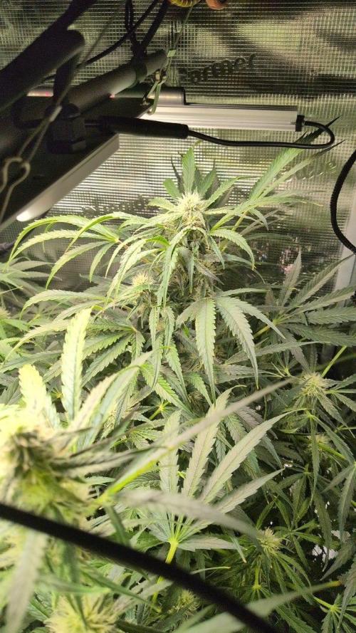White Monster - 135w - @twitch. Week 8 - 3.1.26