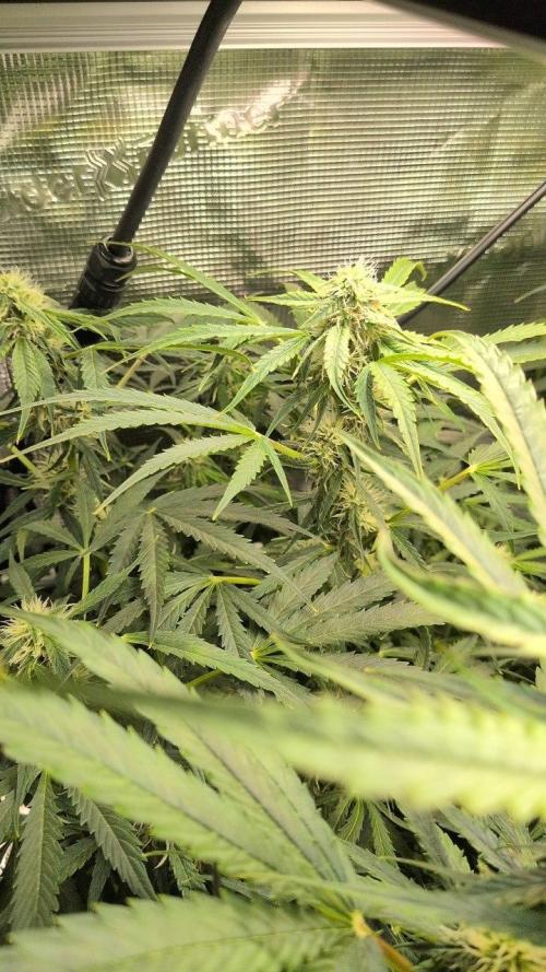 White Monster - 135w - @twitch. Week 8 - 3.1.26