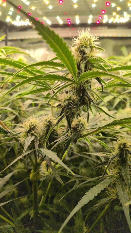 White Monster - 135w - @twitch. Week 8 - 3.1.26