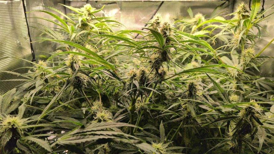 White Monster - 135w - @twitch. Week 8 - 5.1.26