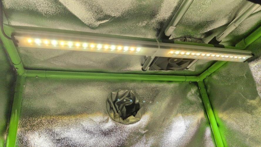 Gelato & Cheese Auto. - 135w. Week 0 - 7.1