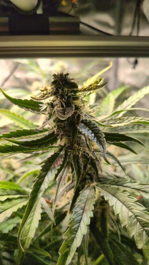 White Monster - 135w - @twitch. Week 9 - 8.1