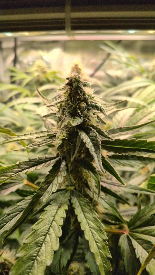 White Monster - 135w - @twitch. Week 9 - 8.1