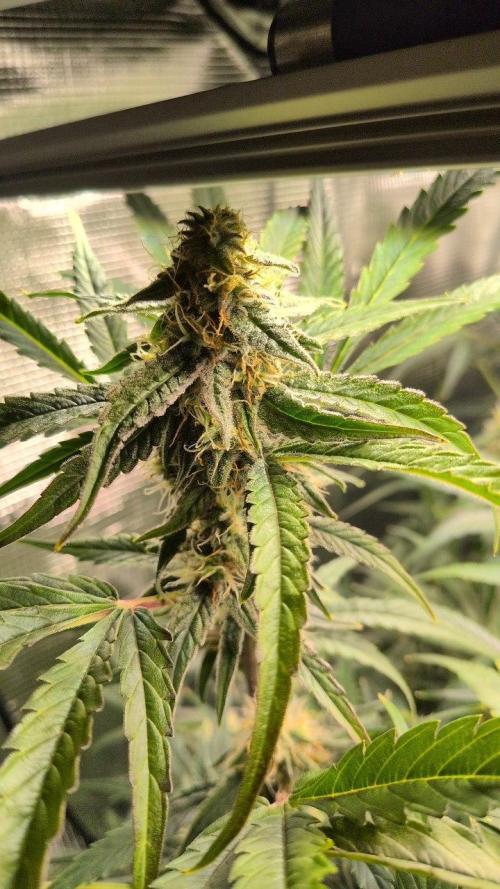 White Monster - 135w - @twitch. Week 9 - 8.1