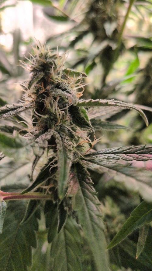 White Monster - 135w - @twitch. Week 9 - 8.1