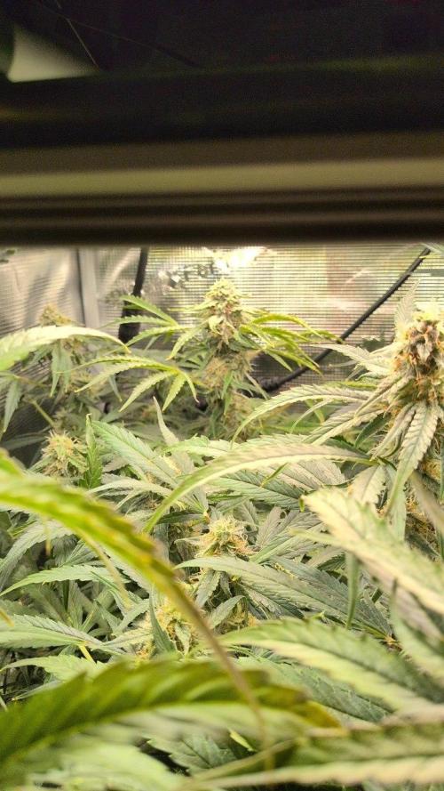 White Monster - 135w - @twitch. Week 9 - 8.1