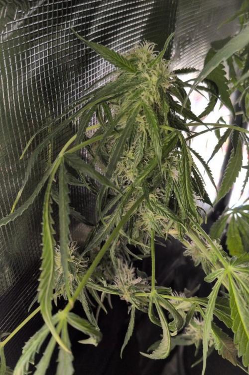 White Monster - 135w - @twitch. Week 9 - 10.1