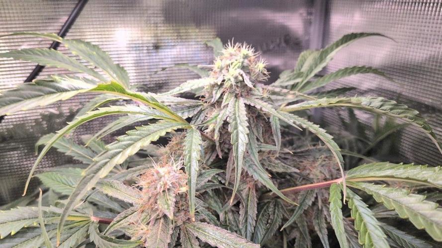 White Monster - 135w - @twitch. Week 9 - 13.1