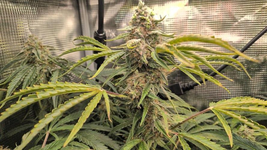 White Monster - 135w - @twitch. Week 9 - 15.1