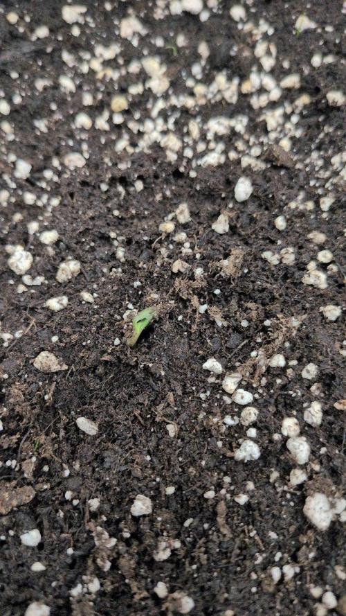 Gelato & Cheese Auto. - 135w. Week 1 - 15.1