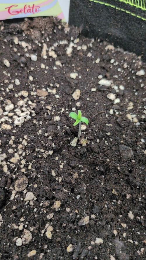 Gelato & Cheese Auto. - 135w. Week 1 - 15.1