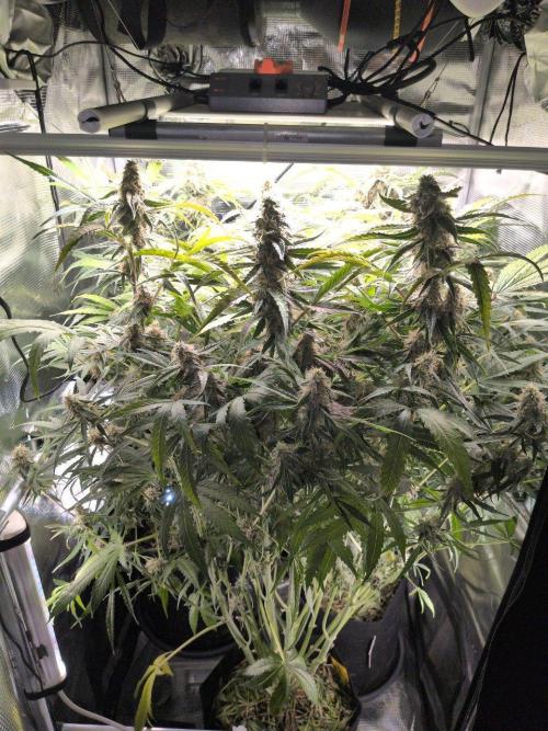 White Monster - 135w - @twitch. Week 10 - 16.1