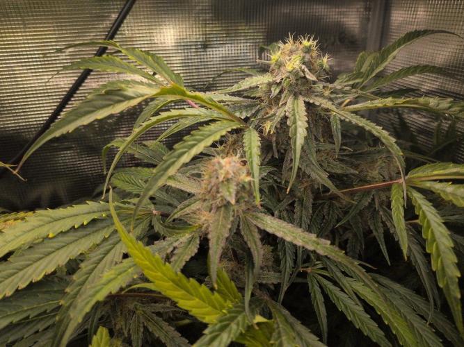 White Monster - 135w - @twitch. Week 10 - 16.1