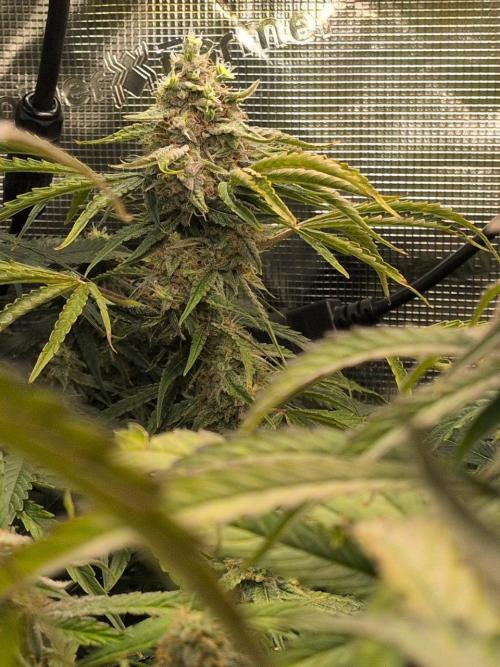 White Monster - 135w - @twitch. Week 10 - 16.1