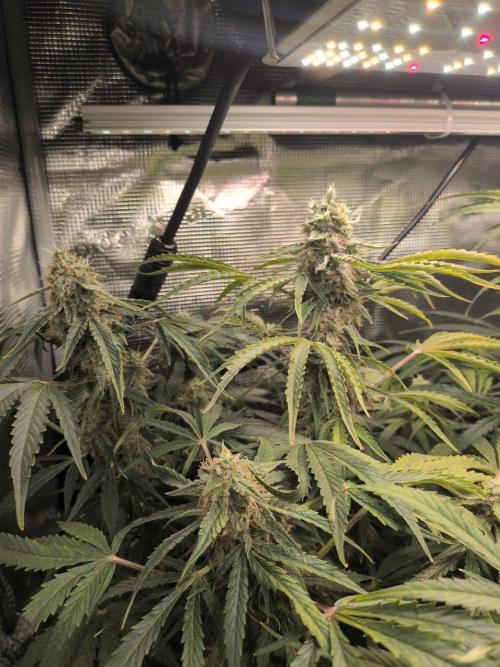 White Monster - 135w - @twitch. Week 10 - 16.1