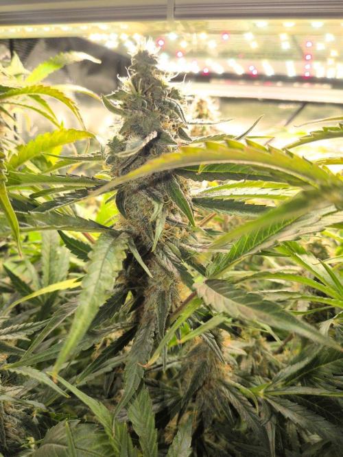 White Monster - 135w - @twitch. Week 10 - 16.1