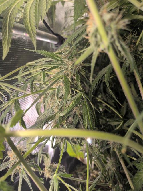 White Monster - 135w - @twitch. Week 10 - 16.1