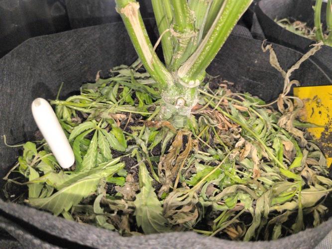 White Monster - 135w - @twitch. Week 10 - 16.1