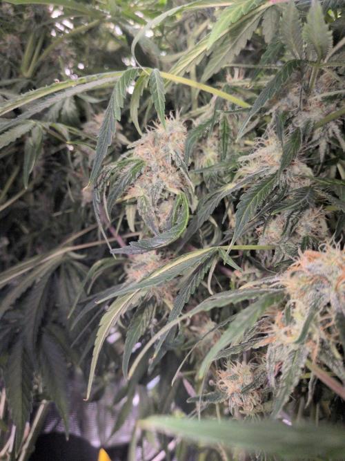 White Monster - 135w - @twitch. Week 10 - 16.1