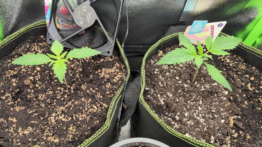 Gelato & Cheese Auto. - 135w. Week 3 - 29.1