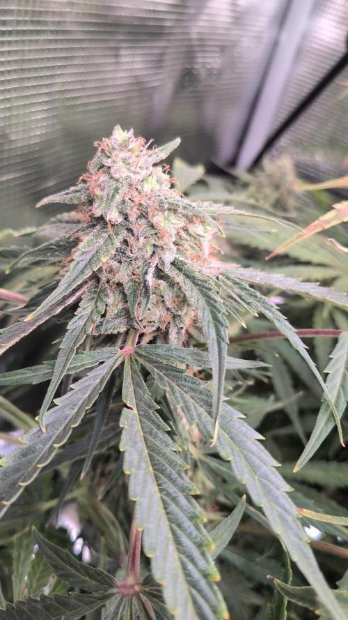 White Monster - 135w - @twitch. Week 12 - 29.1