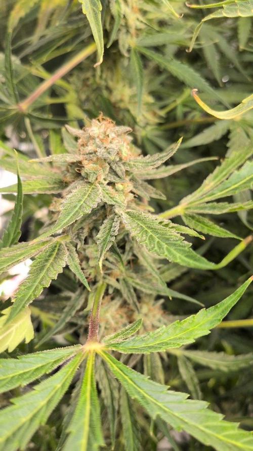 White Monster - 135w - @twitch. Week 12 - 29.1