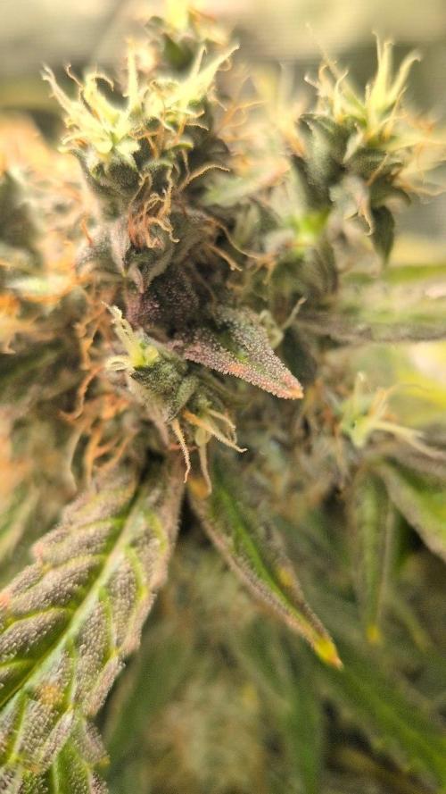 White Monster - 135w - @twitch. Week 12 - 29.1