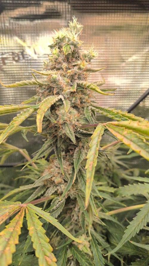 White Monster - 135w - @twitch. Week 12 - 29.1