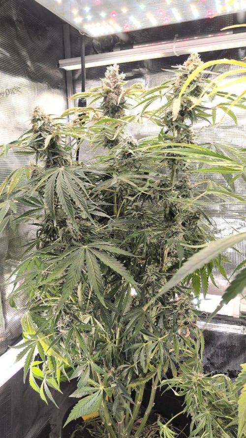 White Monster - 135w - @twitch. Week 13