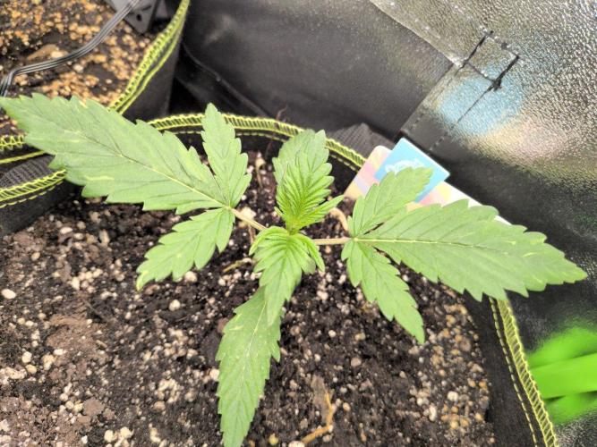 Gelato & Cheese Auto. - 135w. Week 3 - 30.1 - Gelato