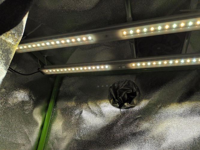 Gelato & Cheese Auto. - 135w. Week 3 - 30.1 - 2x 10w Sanlight Flex II