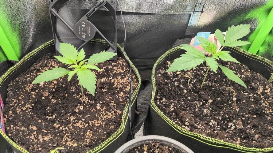 Gelato & Cheese Auto. - 135w. Week 3 - 31.1