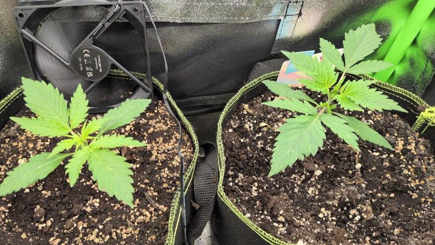 Gelato & Cheese Auto. - 135w. Week 3 - 1.2