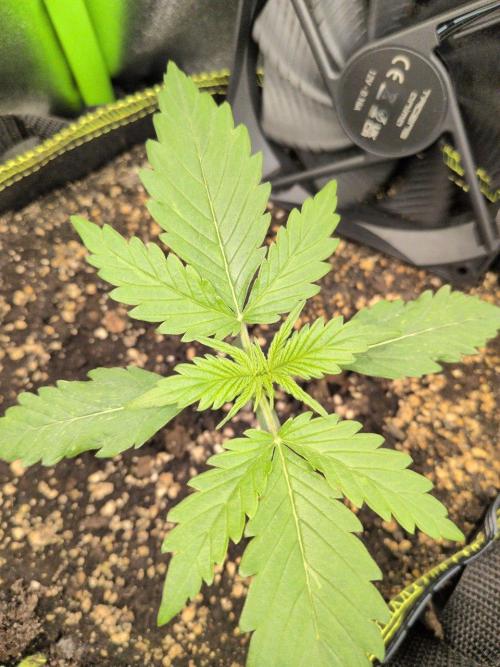 Gelato & Cheese Auto. - 135w. Week 3 - 1.2 - Lemon Cherry Gelato