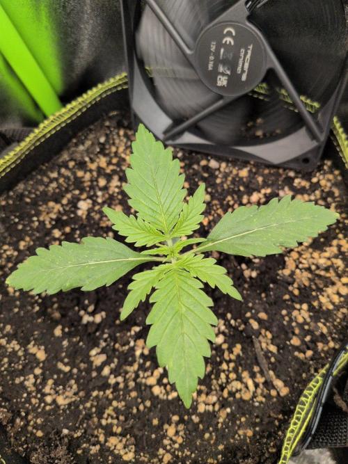 Gelato & Cheese Auto. - 135w. Week 3 - 1.2 - Lemon Cherry Gelato