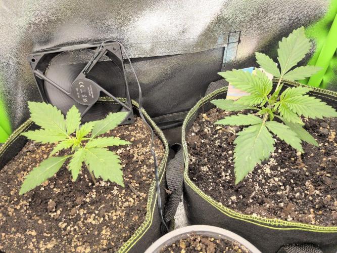 Gelato & Cheese Auto. - 135w. Week 3 - 1.2