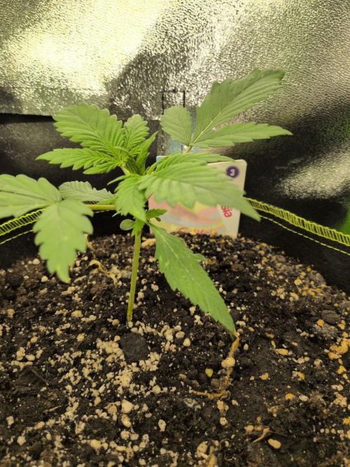 Gelato & Cheese Auto. - 135w. Week 3 - 1.2 - Gelato