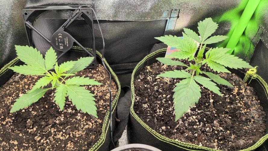 Gelato & Cheese Auto. - 135w. Week 3 - 2.2 - Gelato