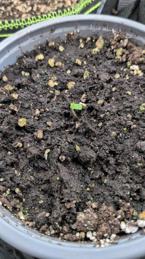 Gelato & Cheese Auto. - 135w. Week 3 - 2.2 - Cheese