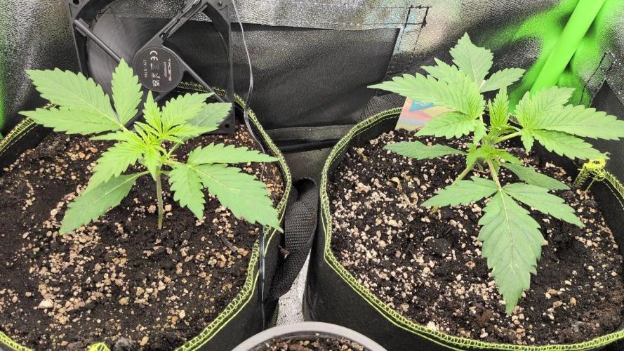 Gelato & Cheese Auto. - 135w. Week 3 - 3.2 - Gelato