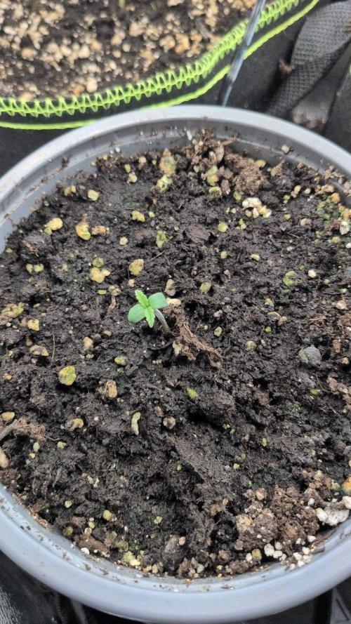 Gelato & Cheese Auto. - 135w. Week 3 - 3.2 - Cheese