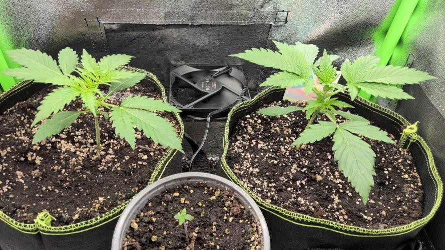 Gelato & Cheese Auto. - Ucl Run. Week 3 - 4.2 - Lemon Cherry Gelato - Gelato - Cheese