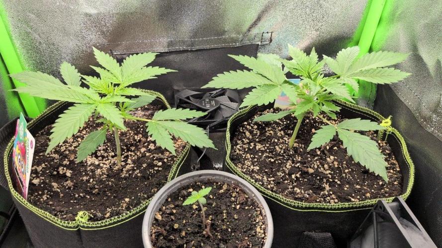 Gelato & Cheese Auto. - Ucl Run. Week 4 - 6.2 