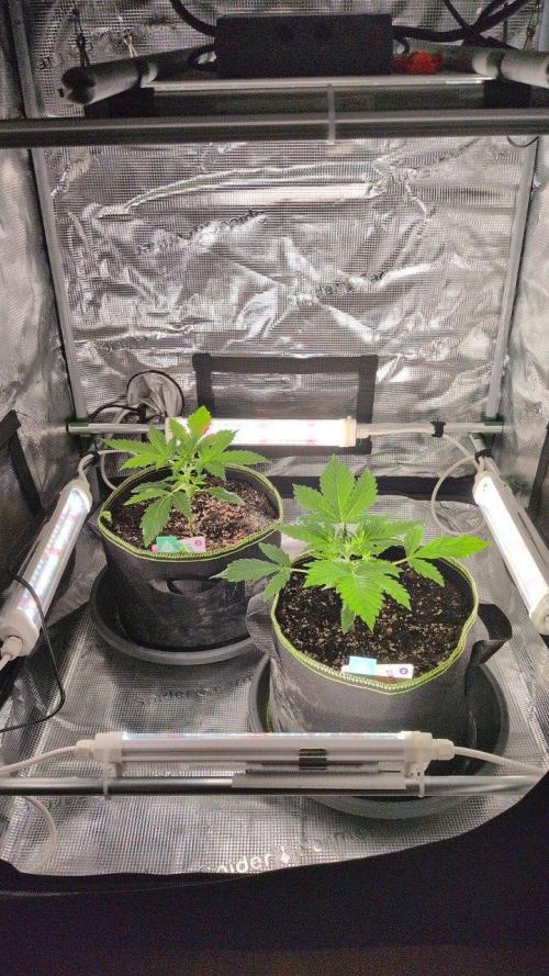 Gelato & Cheese Auto. - Ucl Run. Week 4 - 6.2 - Umzug in das 70x70 Zelt